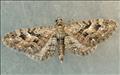 1854 (70.158) Juniper Pug